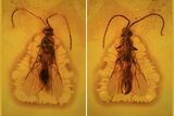 Detailed Fossil Wasp (Hymenoptera) In Baltic Amber #69274-1